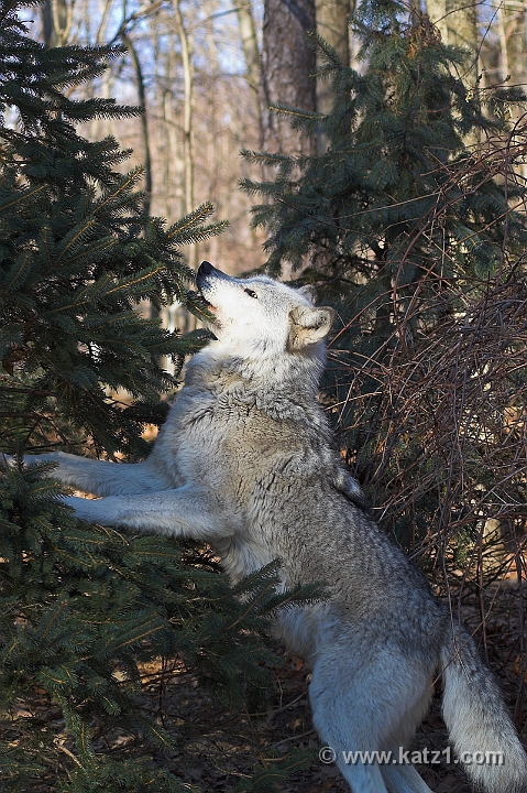 Arctic Wolf 063